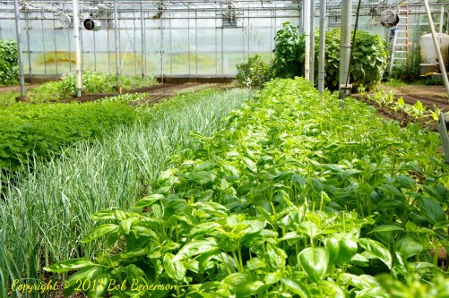 Basil and other food plants growing robustly in a Stone Barns Center hothouse