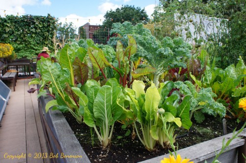 Kale and chard at Uncommon Ground’s organic rooftop farm