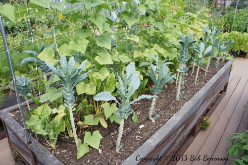 Kale at Uncommon Ground’s organic rooftop farm