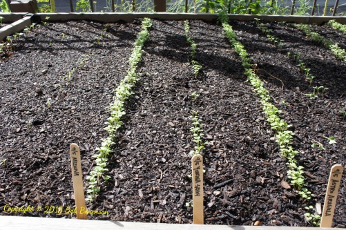 Plant rows at Chicago’s Uncommon Ground