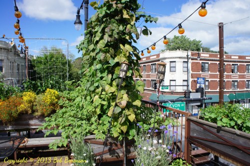 Trellis and urban setting at Uncommon Ground’s rooftop organic farm