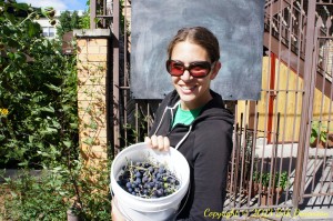 Jen Rosenthal, the rooftop farmer at Chicago's Uncommon Ground