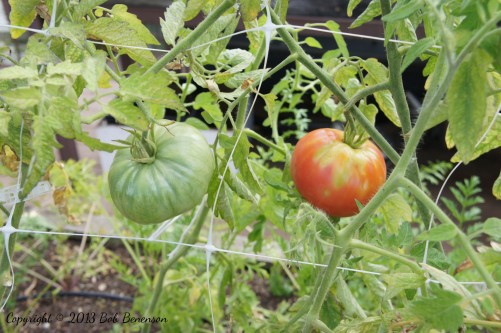 Tomatoes at Uncommon Ground’s rooftop organic farm
