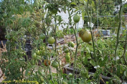 Green tomatoes at Uncommon Ground’s organic rooftop farm