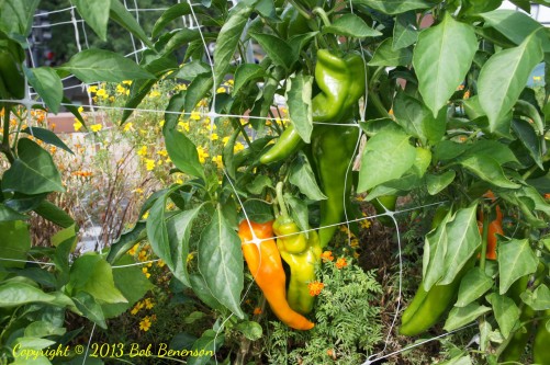 Peppers at Uncommon Ground’s organic rooftop farm