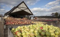 Apples await pressing at Virtue Cider's ciderhouse in Fennville, Michigan.