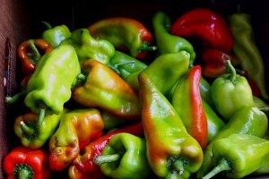 Beaver Dam heirloom peppers