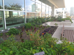 Rooftop garden at McCormick Place