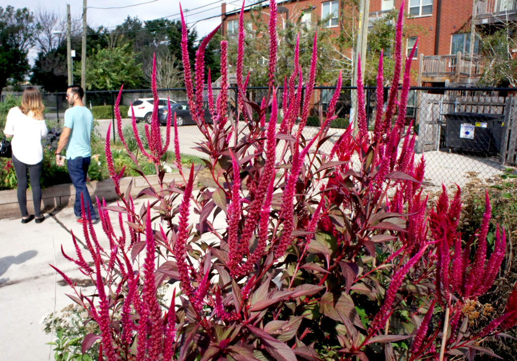 Amaranth grows at the north end of the Windy City Harvest farm. Just beyond is low-rise housing that replaced the towering, troubled high-rise apartment buildings of the Robert Taylor Homes, which formerly occupied this site.
