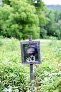 Blackberry Farm