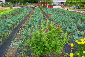 The Talking Farm