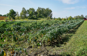 Prairie Wind Family Farm