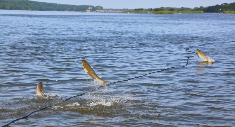 Asian carp goes from water to dog dishes